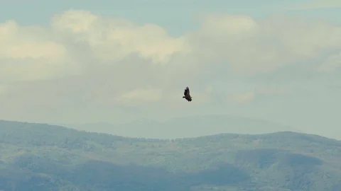 A big bird flying over hills in Italy Stock Footage 88489783