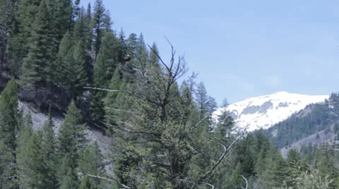 Big Bird Stock Footage 22957155