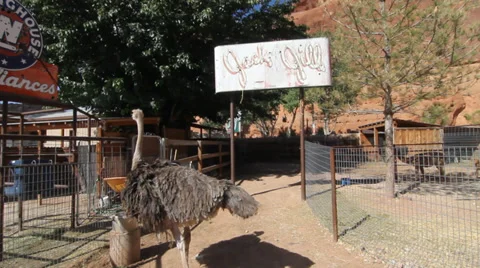 Big Bird Stock Footage 30369379