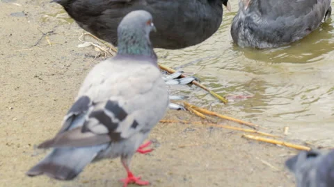 Big bird paws, coot 库存影片 146957073
