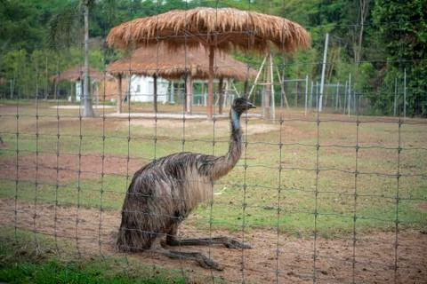 Big bird Stock Photos