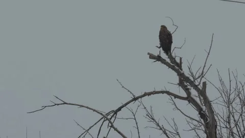 Big bird of prey sitting on a tree of a dry wood on a dull day Winter Kazakhstan Stock Footage 143056892