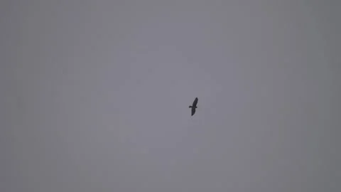 Big Bird of Prey Soaring in the Sky Stock Footage 306511764