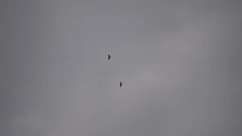Big Bird of Prey Soaring in the Sky Stock Footage 306511769