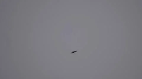 Big Bird of Prey Soaring in the Sky Stock Footage 306511777