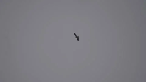 Big Bird of Prey Soaring in the Sky Stock Footage 306511778