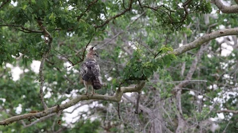 Big bird raptor crested hawk eagle Stock Footage 161623113