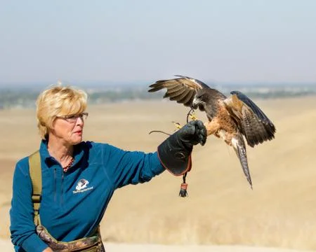 Big bird ready to fly Stock Photos