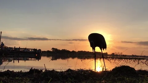 Big bird silhouette Vídeos de archivo 73462930