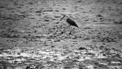 Big bird walking through wet land - Black &amp; White Stock Footage 282474619