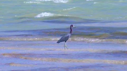A big bird walks in the ocean Video stock 173523024
