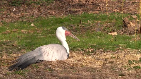 Big bird wattled crane, Grus carunculata, with red head, wildlife from Tanzania. Stock Footage 174650037