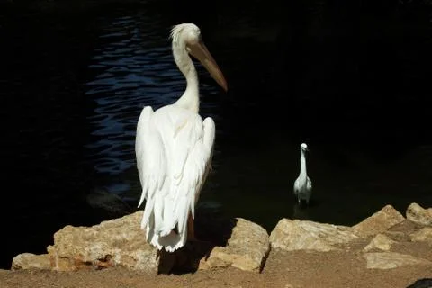 Big bird with white feathers Stock Photos