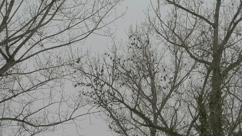 Big birds attacking smaller birds on the tree Video stock 87190268