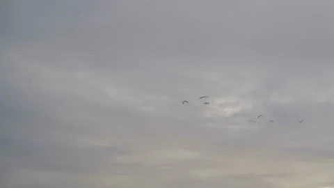 Big Birds Flying in Cloudy Sunset Video stock 237877671