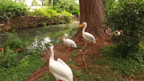 Big Birds By The River Stock Footage 239978300
