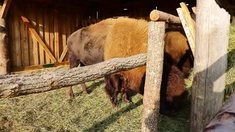 Big bison eat hay outside. Stock Footage 141305133