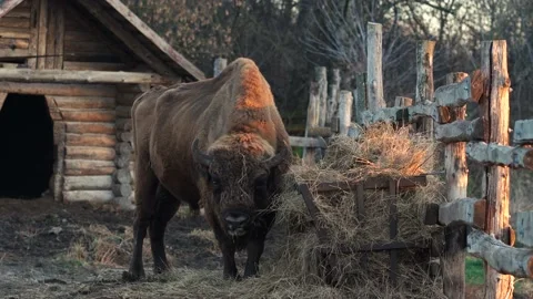 Big bison eats hay in the stall in the evening Stock Footage 166092817