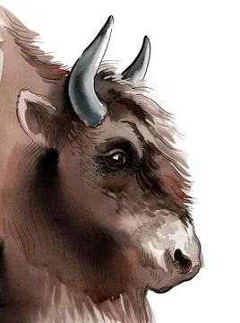 Big bison head Stock Illustration