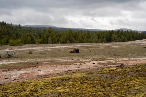 A big bison is lying down and sleeping in the Upper Geyser Basin, Yellowstone. Stock Photos