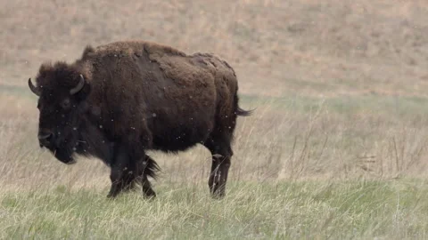 Big Bison walking in the snowfall Video stock 246766110