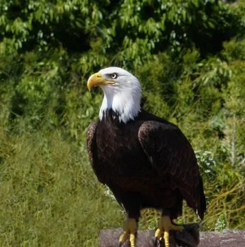 A big black and white eagle is sitting  Foto stock