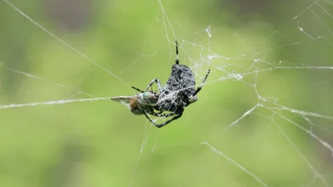 Big black and white spider caught a gadfly in its web Stock Footage 221237679