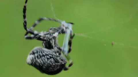 A big black and white spider in its web Video stock 221237800