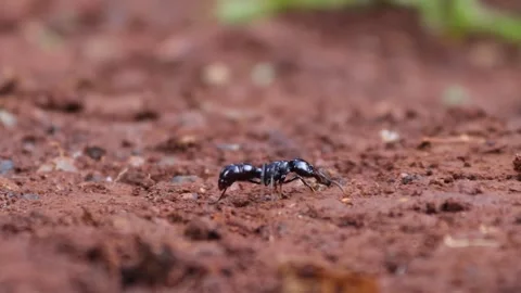 Big black ant Stock Footage 297380843