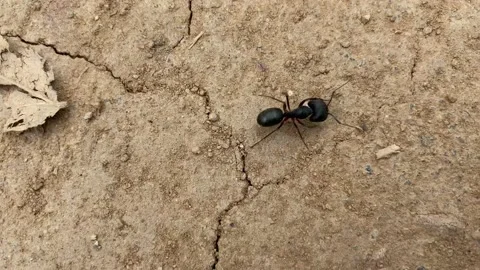 A Big black ant with giant opened jaws looking straight, ready to bite. Stock Footage 167701030