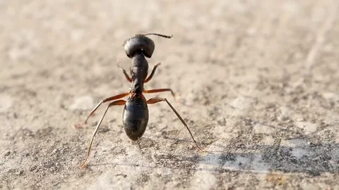 Big black ant. Macro Vídeos de archivo 69249653