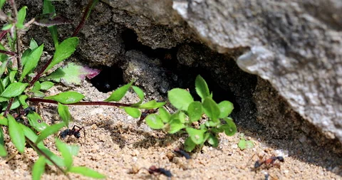 Big Black Ants Macro 스톡 동영상 154469200