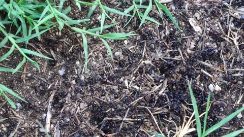 Big black ants workers work among the grass collecting supplies for the colony Stock Footage 161529557