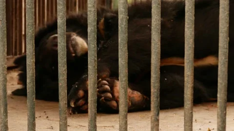 Big Black Bear Behind Bars Видео 56343730