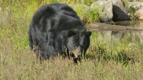 Big black bear beside a stream in the forest Stock Footage 140266916