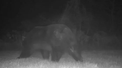 Big black bear lumbering left Stock Footage 165462030