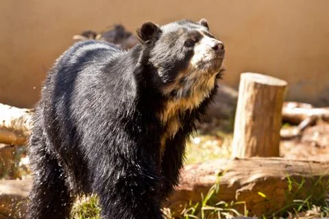 Big black bear Stock Photos