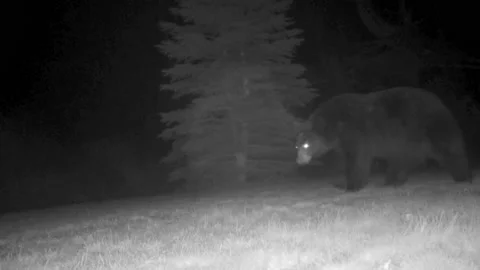 Big Black Bear Walk Left Downhill Stock Footage 165460502