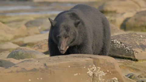 Big black bear walking during golden hour next to a river over some rocks. Vídeo Stock 344088673