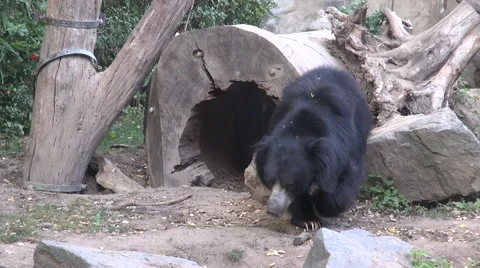 Big black bear walking Vídeos de archivo 63232786