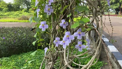 A big black bee flying around Thunbergia grandiflora, or blue skyflower Stock Footage 315347128