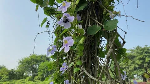 A big black bee flying around Thunbergia grandiflora, or blue skyflower Video stock 315347147