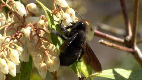 Big black bee Stock Footage 105226772