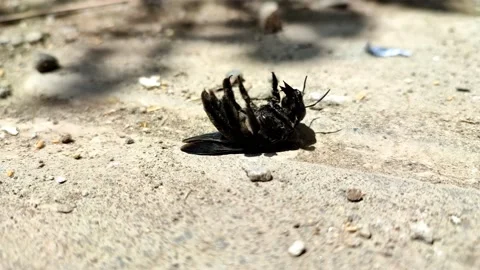 A big black bee lying on its back and trying to get up from the road Stock Footage 158882500