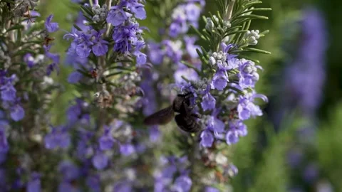 Big black bee or Large garden bumblebee sitting on rosemary plant in bloom Stock Footage 306247192