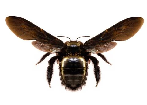 Big black bee Stock Photos