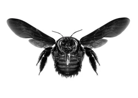 Big black bee Stock Photos