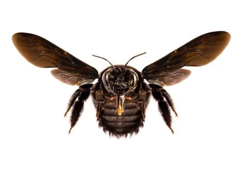 Big black bee Stock Photos