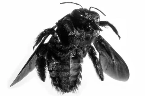 Big black bee Stock Photos