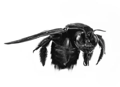 Big black bee Stock Photos